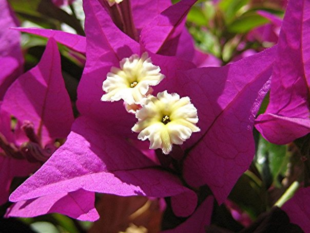12718042_1084422634933961_8481715243784198298_n